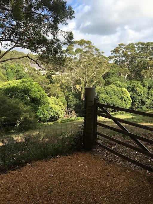 Avoca And Bush *